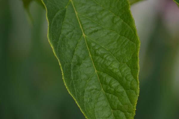 Halesia carolina ′Arnold Pink′ - Leaf
