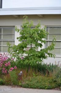 Halesia carolina ′Arnold Pink′ - Summer Habit