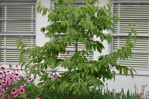 Halesia carolina ′Arnold Pink′ - Summer Habit