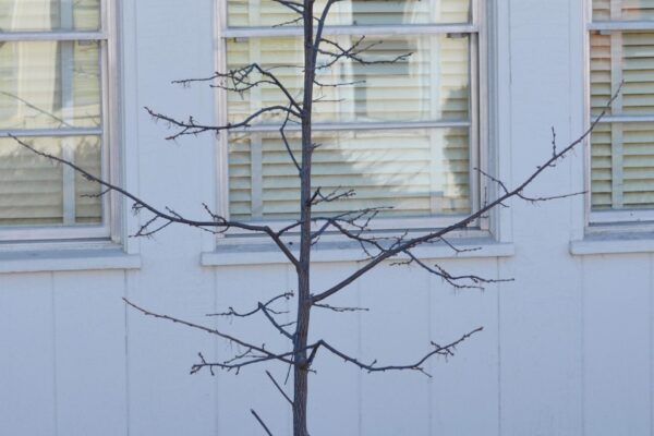 Halesia carolina &prime;Arnold Pink&prime; - Winter Habit