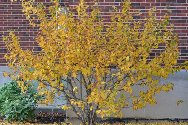 Hamamelis vernalis - Overall Shrub in Fall