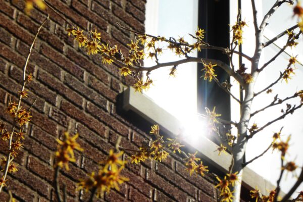 Hamamelis vernalis - Flowers before Foliage