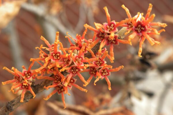Hamamelis vernalis - Flowers