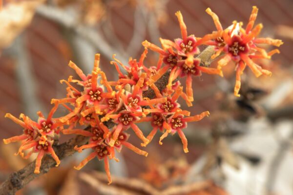 Hamamelis vernalis - Flowers