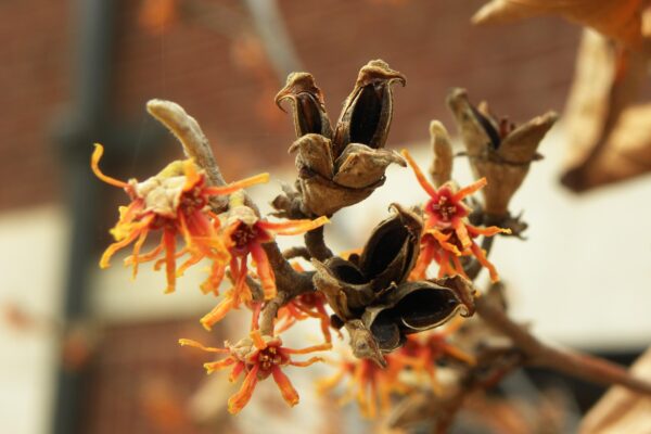 Hamamelis vernalis - Flowers and Old Fruit