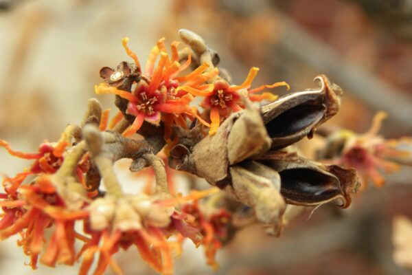 Hamamelis vernalis - Flowers and Old Fruit