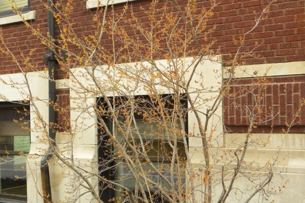 Hamamelis vernalis - Flowering Habit