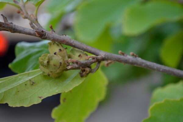 Hamamelis vernalis - Bud