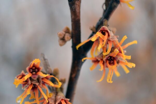 Hamamelis vernalis - Winter Flowers