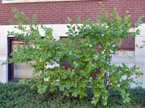 Hamamelis vernalis - Overall Shrub in Summer