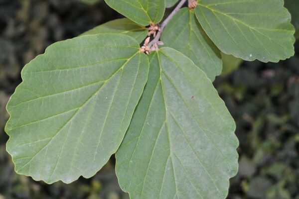 Hamamelis vernalis - Foliage