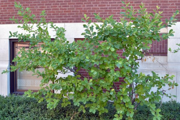 Hamamelis vernalis - Overall Shrub in Summer