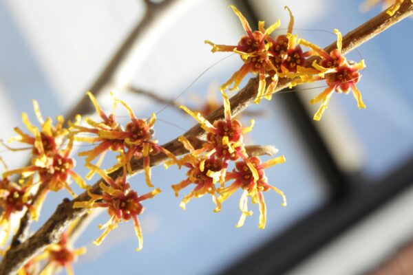 Hamamelis vernalis - Flowers