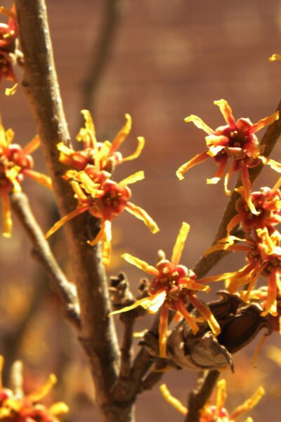 <i>Hamamelis vernalis</i> - Flowers