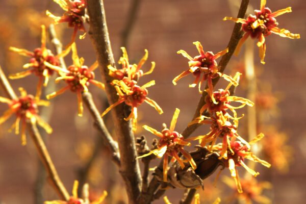 Hamamelis vernalis - Flowers