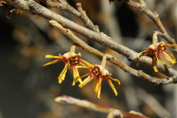 Hamamelis vernalis - Flowers and Buds