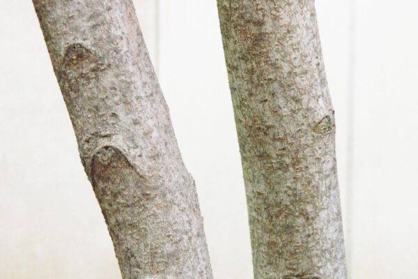 Hamamelis virginiana - Bark