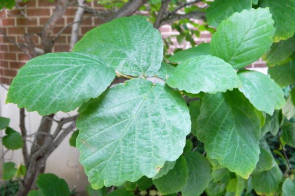 Hamamelis virginiana - Foliage