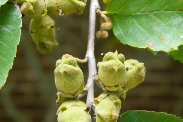 Hamamelis virginiana - Immature Fruit