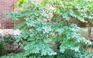 Hamamelis virginiana - Overall Habit