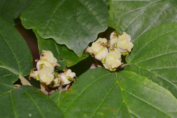 Hamamelis virginiana - Immature Fruit