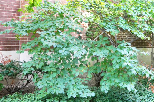 Hamamelis virginiana - Overall Habit