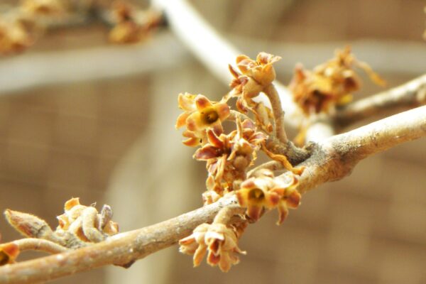 Hamamelis virginiana - Flower Remnants