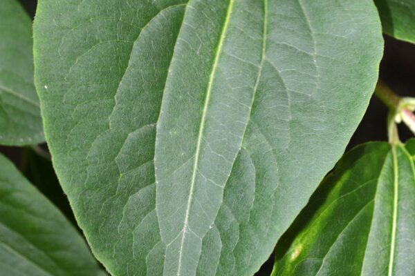 Heptacodium miconioides - Leaf