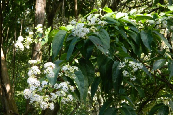 Heptacodium miconioides - Branch with Flowers