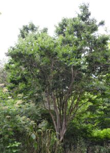 Heptacodium miconioides - Habit