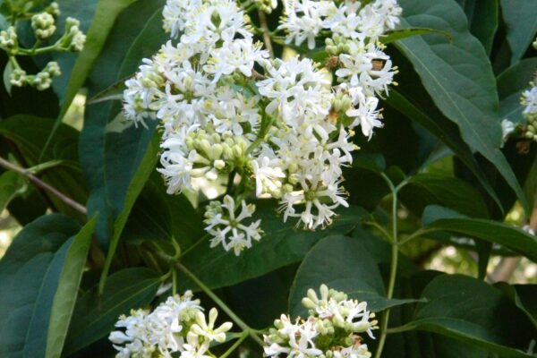 Heptacodium miconioides - Flower Whorls