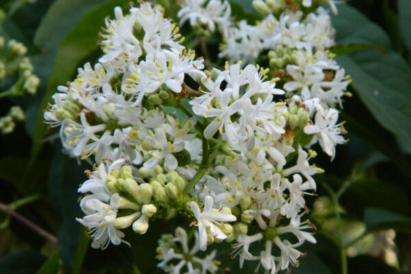 Heptacodium miconioides - Flower Whorls