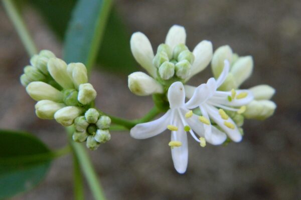 Heptacodium miconioides - Flowers and Flower Buds