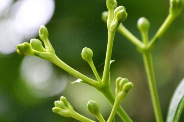 Heptacodium miconioides - Developing Flower Buds