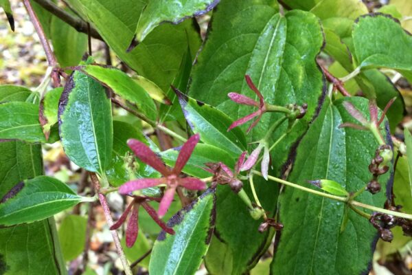 Heptacodium miconioides - Flower Remnants in Fall