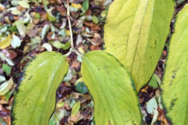 Heptacodium miconioides - Fall Foliage