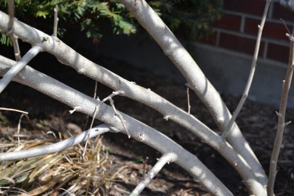 Hibiscus syriacus - Bark