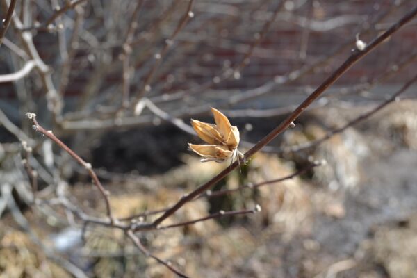 Hibiscus syriacus - Old Fruit