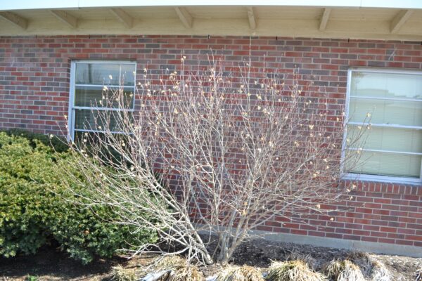 Hibiscus syriacus - Winter Habit