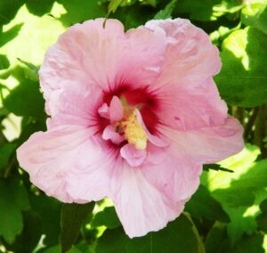 Hibiscus syriacus - Flower