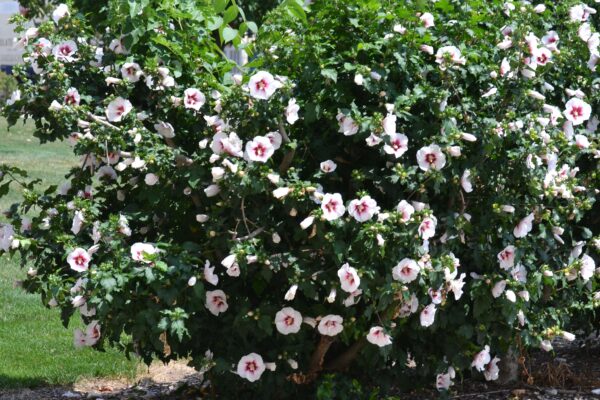 Hibiscus syriacus - Flowering Habit