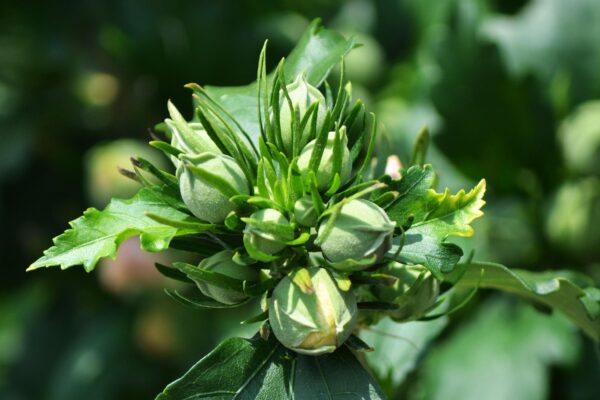 Hibiscus syriacus - Flower Buds