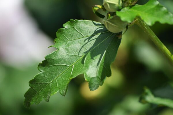 Hibiscus syriacus - Leaf