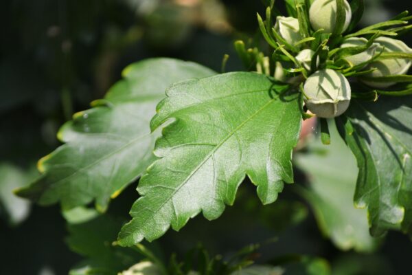 Hibiscus syriacus - Leaves