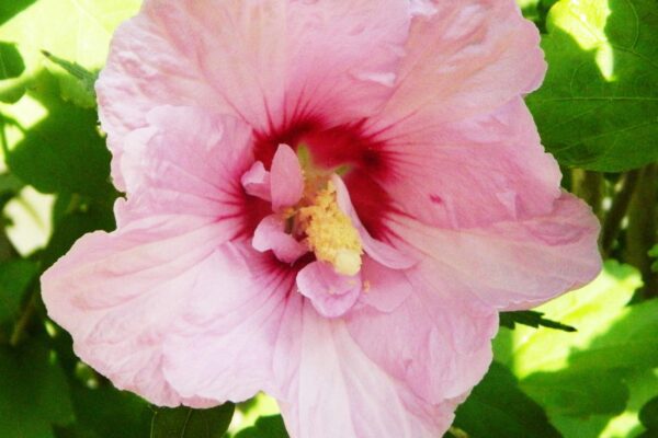 Hibiscus syriacus - Flower
