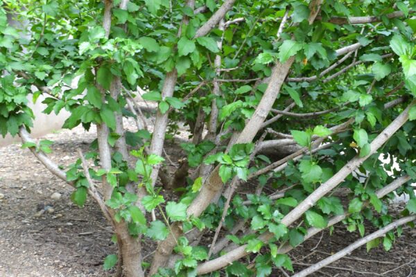 Hibiscus syriacus ′Diana′ - Bark