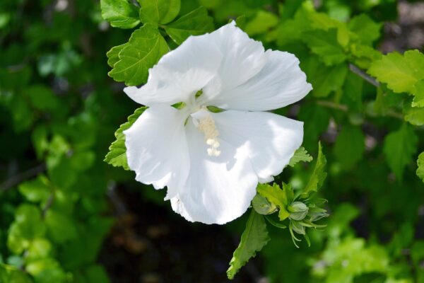 Hibiscus syriacus ′Diana′ - Flower
