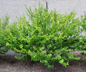 Hibiscus syriacus ′Diana′ - Shrub Habit