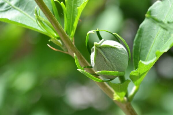 Hibiscus syriacus ′Diana′ - Flower Bud