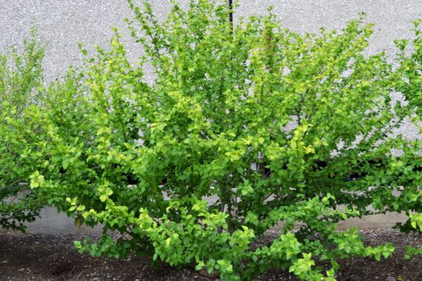 Hibiscus syriacus &prime;Diana&prime; - Shrub Habit